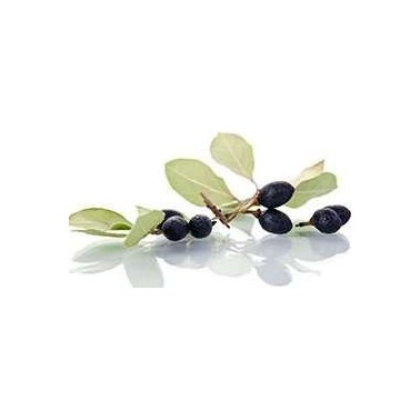 Savon d’Alep – Excellence Pure Olive Bio – Alepia